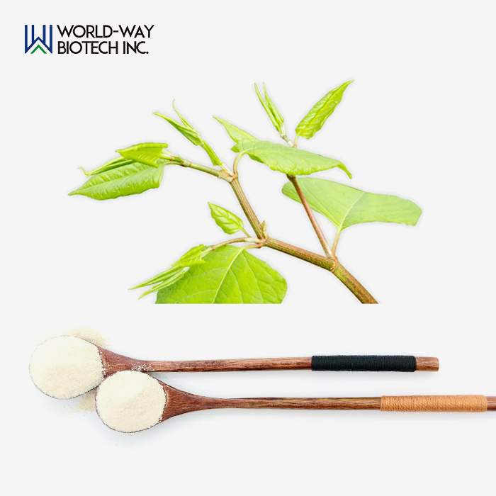 Giant Knotweed Rhizoma Extract Giant Knotweed Rhizoma Extract